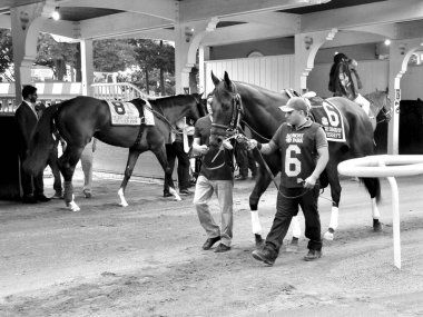 Muhtelif ve Gök Gürültüsü Kar 'ın harika bir çekimi. Fotoğraf, Belmont Park 'taki yürüyüş ringinde jokey kulübü altın kupası için çekildi. Filo fotoğrafı