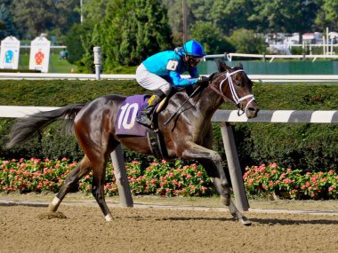 Hollywood Glory, Maclean 's Music' in yanında David Cohen ile birlikte güzel Belmont Park 'ın bitiş çizgisine doğru yol alan bir kısrak. Filo fotoğrafı 