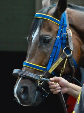 Imperial Hint- iki Vosburgh kazığından ilkini kazanmadan önce damadıyla Belmont Park çayırında portre çektirmiş. Filo fotoğrafı 