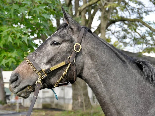 Herwaze Med Dermot Magner Utveckla Ung Årig Grå Filly Herwaze — Stockfoto