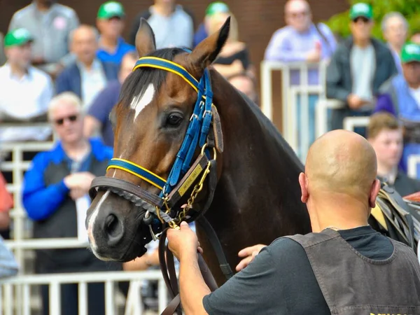 Imperial Hint Head Retrato Con Novio Paddock Belmont Park Antes —  Fotos de Stock