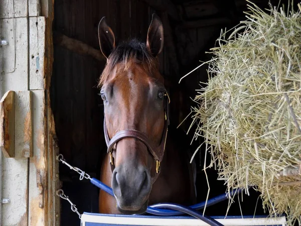 Test Kazıkları Ndan Önce Değiştirmek Horse Haven Saratoga Yaşında Bir — Stok fotoğraf