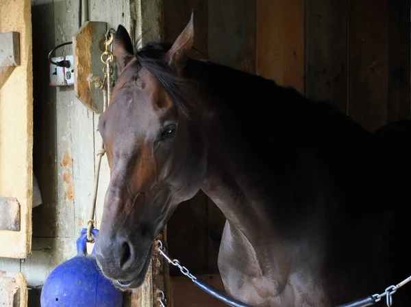 Rally Cry, 3 yaşında güzel bir koyun, Horse Haven Saratoga 'da zarif bir poz veriyor. Todd Pletcher Yarış Ahırı 'nda seçkin bahisçileri tezgahlarında. Filo fotoğrafı