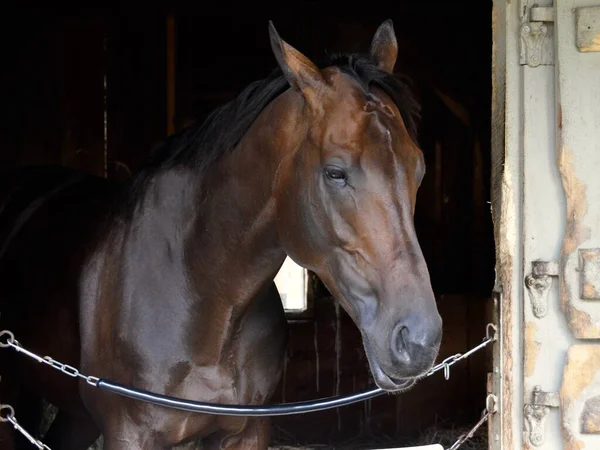 Rally Cry Yaşında Güzel Bir Koyun Horse Haven Saratoga Zarif — Stok fotoğraf