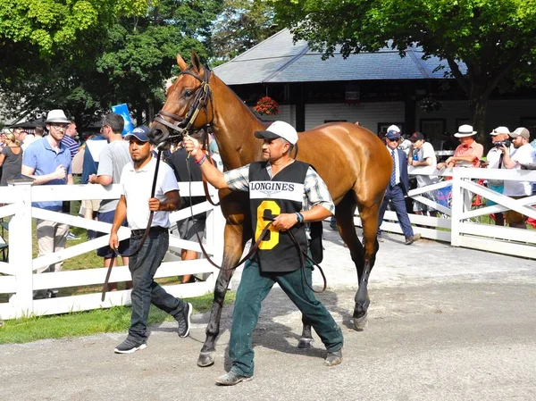 Separación Poderes Una Potranca Rápida Súper Talentosa Paddock Saratoga Mientras —  Fotos de Stock