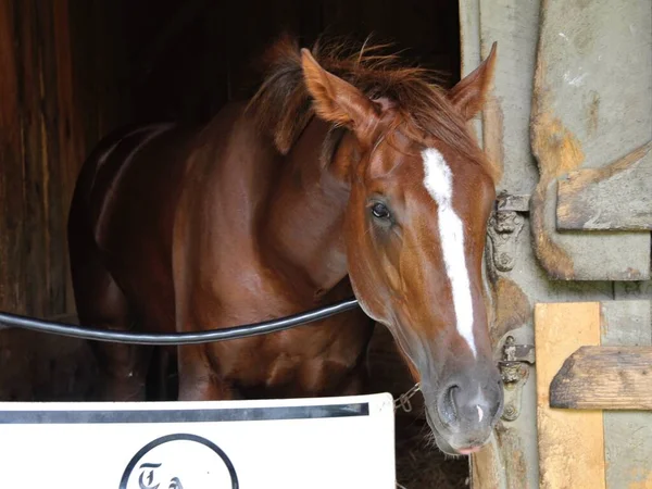 Hard Spun-Zaftig / Gone West 'in Spinoff' u. Horse Haven Saratoga 'nın arka tarafında çarpıcı beyaz bir alevle 2 yaşında güzel bir tay. Todd Pletcher Yarış Ahırı 'nda seçkin bahisçileri tezgahlarında. Filo fotoğrafı