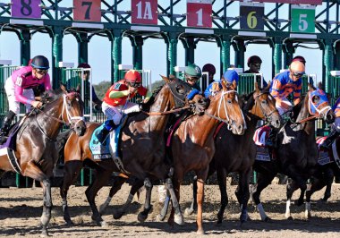 Abel Tasman, güçlü ve yetenekli bir kısrak. Jokey Mike Smith ile birlikte Parx 'taki Cotillion Stakes' in açılışına katılıyor. Daha yakından bakınca Abel Tasman 'ın solundaki kısraktan bir ısırık aldığını görüyoruz. Filo fotoğrafı