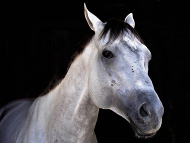 Çoklu Kazık Kazanan Anchor Düştü. Tarihi Saratoga 'daki tezgahında onu gösterdi. Bu beyaz tay, Horse Haven 'daki tezgahında duran portre için neredeyse hiç kıpırdamadan poz veriyor. Filo fotoğrafı