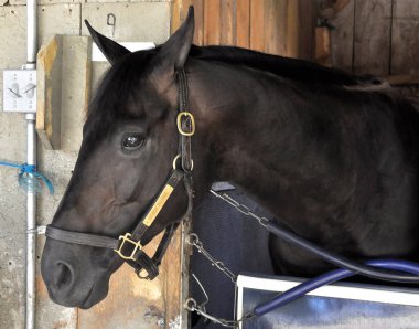 Çoklu Bahisler Galibi ve bölge şampiyonu 