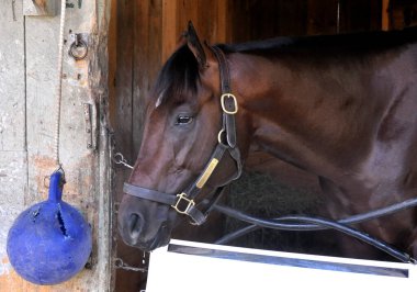 Copper Town tarihi Saratoga 'daki tezgahında sergileniyor. Bu hızlı uçan tay, Horse Haven 'daki tezgahının arkasında duran portresi için hiç kıpırdamadan poz veriyor. Filo fotoğrafı
