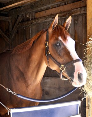Dovecote (KY) Keeneland Grad 27, 2014 (CANDY RIDE) - BOASTING, BY KRIS S) Horse Haven, Saratoga Fleetphoto 'daki tezgahının içinde deri kahverengi bir iplik takmış bir kestane faret Mare göstermektedir.