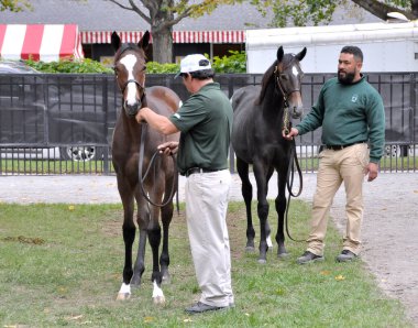 Fasig Tipton Saratoga Sütten Sütten Kesme ve Hasret Satışı alıcılar ve Bloodstock ajanları gelecek vadeden umutlarını gözden geçirirler. Filo fotoğrafı