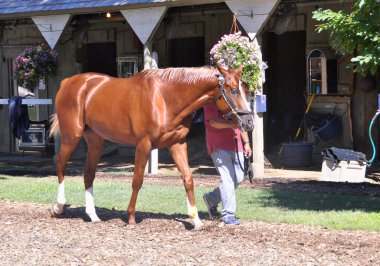 Tarihi Saratoga 'da Horse Haven' da antrenman yapan eflatun yeleli, altın kestane rengi etkileyici bir kestane. Filo fotoğrafı 