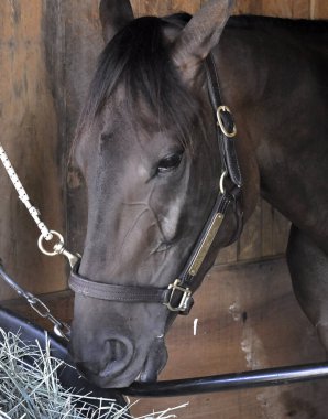 Moana, Mo Amca tarafından, yetenekli ve muhteşem bir kısrak yerleştirildi. Saratoga 'daki Horse Haven' ın arka tarafındaki ahırında resmi olarak duruyor. Filo fotoğrafı 