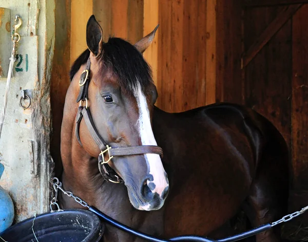Meerdere Stakes Winnaar Turf Specialist Winnaar American Patriot Bay Paard — Stockfoto