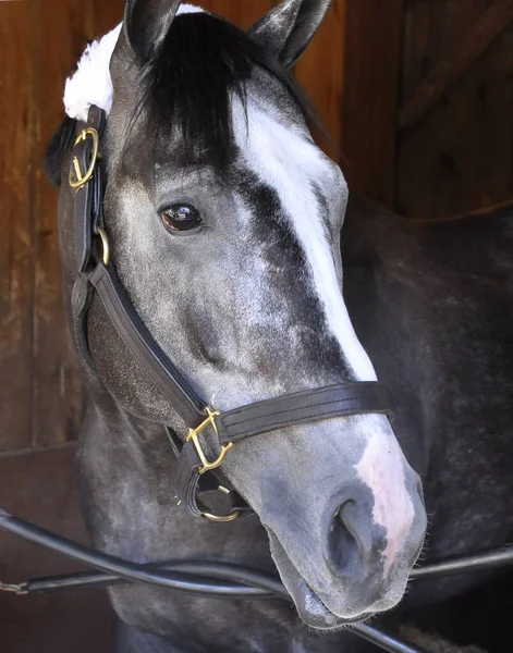 Zwycięzca Wielu Zakładów Zwycięzca Belmont Stakes Tapwrit Pokazał Swoim Boksie — Zdjęcie stockowe