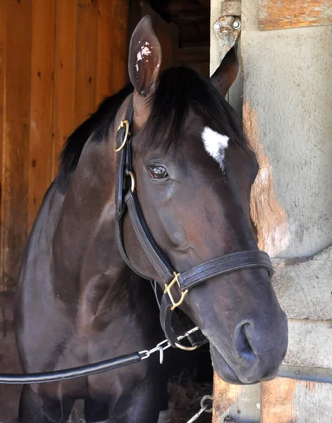 Multiple Stakes Winner Derby Winner Always Dreaming Pokazywany Swoim Boksie — Zdjęcie stockowe