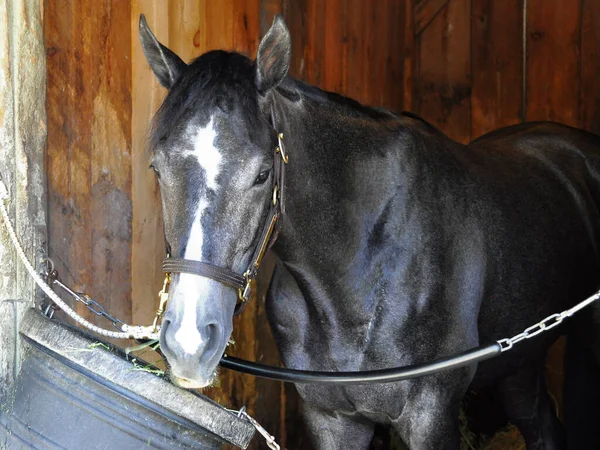 Bronson Zarif Gri Tay Bahisleri Kazanan Kişi Oldu Burada Horse — Stok fotoğraf
