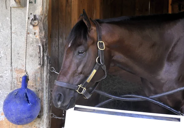 Copper Town tarihi Saratoga 'daki tezgahında sergileniyor. Bu hızlı uçan tay, Horse Haven 'daki tezgahının arkasında duran portresi için hiç kıpırdamadan poz veriyor. Filo fotoğrafı