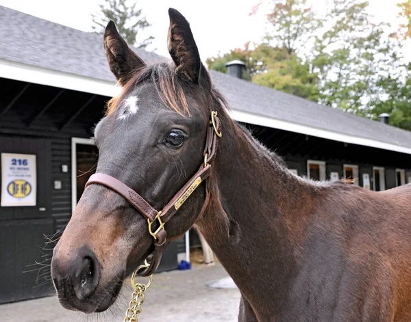 Daredevil Fasig Tipton Saratoga Daki Nootka Adası Nda Weanling Yearling — Stok fotoğraf