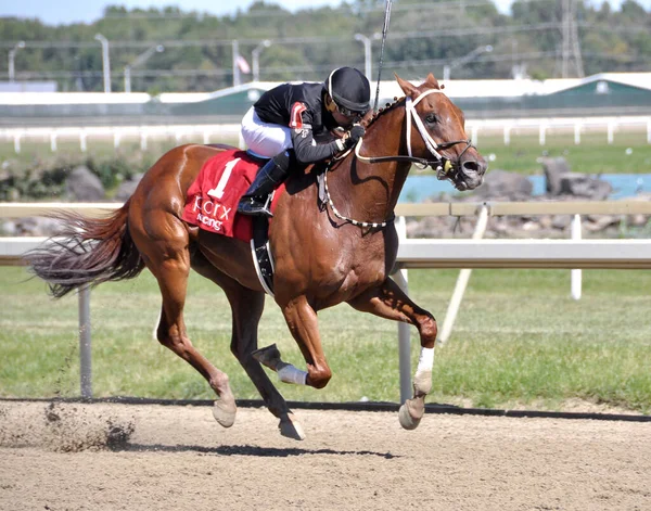 Dreaming Neno Dexter Haddock Winning Parx Close Taken Infield Showing — Stock Photo, Image