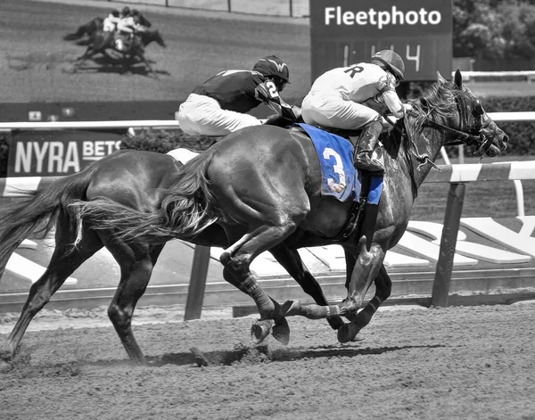 Manny Franco John Velazquez Separam Belmont Park Imagem Preto Branco — Fotografia de Stock