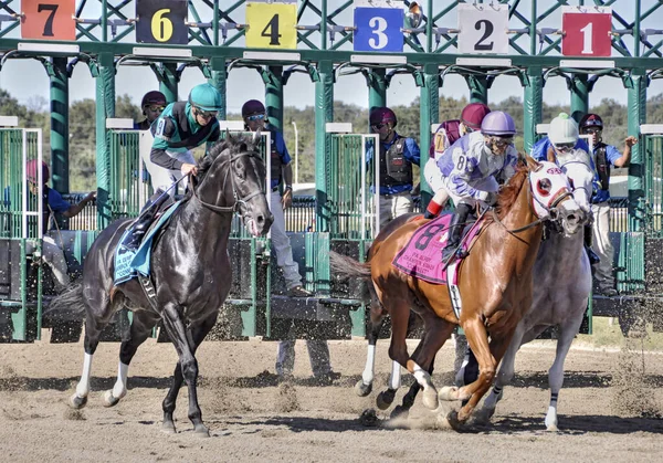 Pensilvanya Derbi Günü 'nde Parx' da at yarışı şampiyonluğu için yarışıyor. Binicilerin ve atların pozisyon için savaşırken çekilmiş yakın bir fotoğrafı. Filo fotoğrafı
