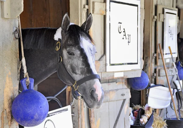 Belmont Stakes galibi 