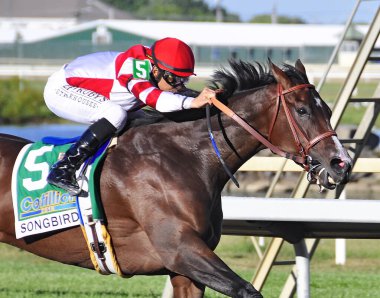 Mike Smith 'in Parx' ta namağlup süper atı 