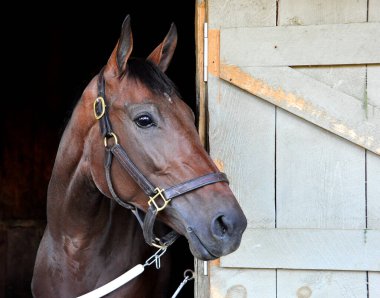 Bernstein-Let 's Shmooz, burada, tarihi Saratoga' daki tezgahında gösterilen güzel yüzlü kısrak. Bu hızlı kısrak, Horse Haven 'daki tezgahının arkasında duran portresi için mükemmel bir şekilde hareketsiz duruyor. Filo fotoğrafı