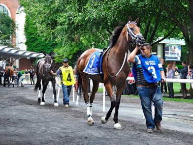 Grevdeki annelerin güzel ve yetenekli fotoğrafı, 3 yaşındaki koyun kısrağı. Belmont Park otlağından çekilen fotoğraf, Anne Kaz kazığının koşusu için. Filo fotoğrafı