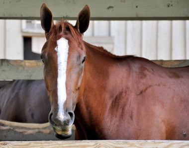 Saratoga 'daki At Cenneti' nin arka tarafındaki ağılında çarpıcı beyaz bir alevle göz alıcı ve zarif bir safkan kestane ağacı. Filo fotoğrafı 