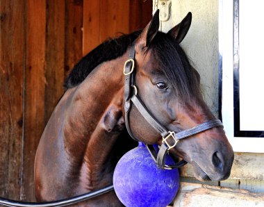 Turne galibi olan iki yaşındaki 