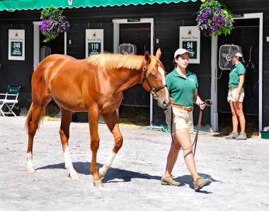 Stormy Atlantic Love Cove Fasig Tipton Saratoga 'da keten yeleli parlak bakır bir peni ve alıcıların ve Bloodstock ajanlarının gelecek vadeden umutlarını incelediği Hasret Satışı. Filo fotoğrafı