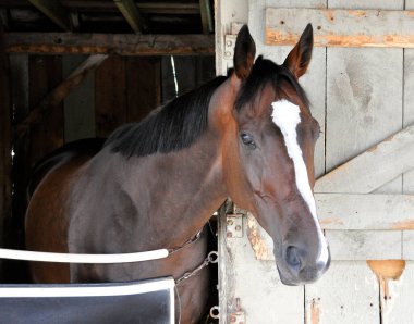 Talladega körfez hadım edilmiş New York güzel beyaz bir alevle besleniyor. Burada, Horse Haven 'daki tarihi Saratoga' daki tezgahında görülüyor. Filo fotoğrafı