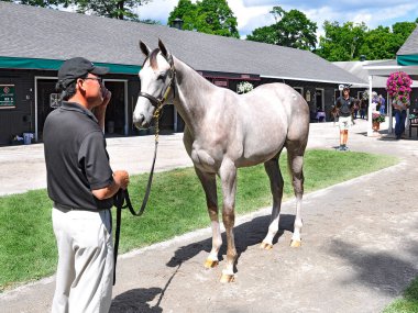 Tapit-Rote satış elemanı, The Fasig Tipton Saratoga Sütten Kesme ve Yıllık Satış 'ta 1,150,00 milyon dolara satıldı. Alıcılar ve Bloodstock ajanları gelecek vadeden müşterilerini inceliyor. Filo fotoğrafı