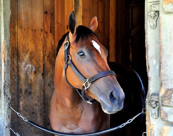 Sired by Bernardini "Cherry Lodge", a beautiful faced filly shown here in her stall at historic Saratoga. This fast filly is posing perfectly still for her portrait on the backstretch from inside her stall at Horse Haven. Fleetphoto