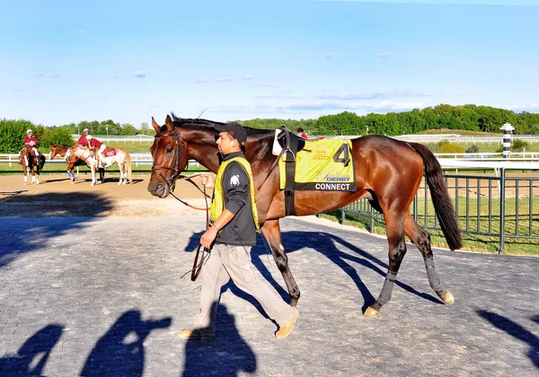 Conecte Belo Potro Baía Treinado Por Chad Brown Sob Céu — Fotografia de Stock