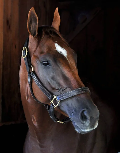 Sired Curlin Curalina Four Time Stakes Winning Chestnut Filly Shown —  Fotos de Stock