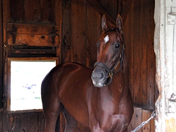 Zplodil Curlin Curalina Čtyřikrát Stakes Vítěznou Kaštanovou Klisnu Zde Její — Stock fotografie