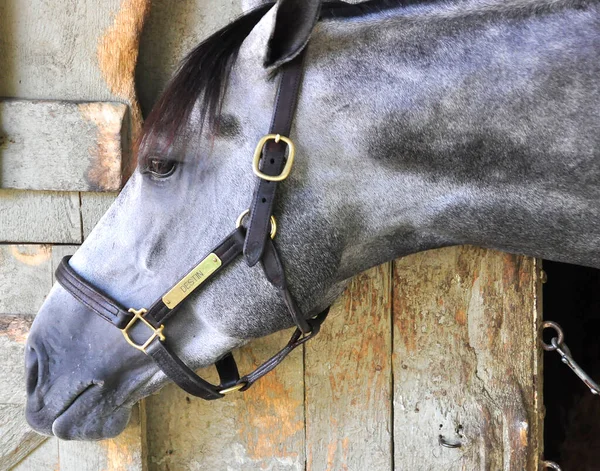 Tampa Bay Derby Ganador Destin Elegante Potro Gris Que Convirtió —  Fotos de Stock