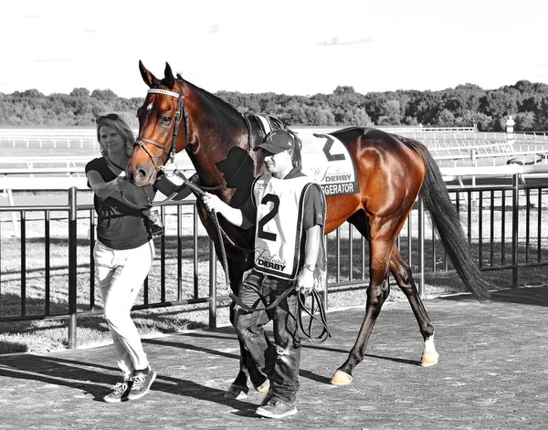 Exaggerator Belo Potro Baía Sendo Conduzido Através Paddock Para Derby — Fotografia de Stock