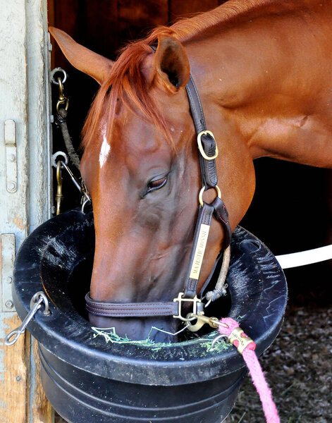 Stakes placed "Majestic Bonnie"  Shown here in her stall at historic Saratoga. This stunning chestnut winning mare is busy eating her oats on the backstretch from inside his stall at Horse Haven. Fleetphoto