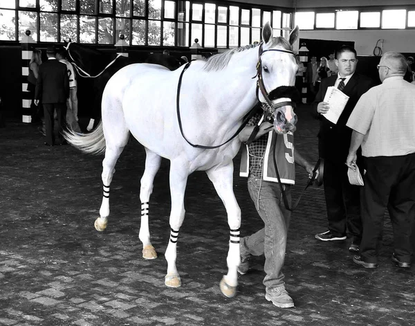 Pane Jordane Pevný Ohromující Bílý Kůň Procházející Parxově Výběhu Před — Stock fotografie