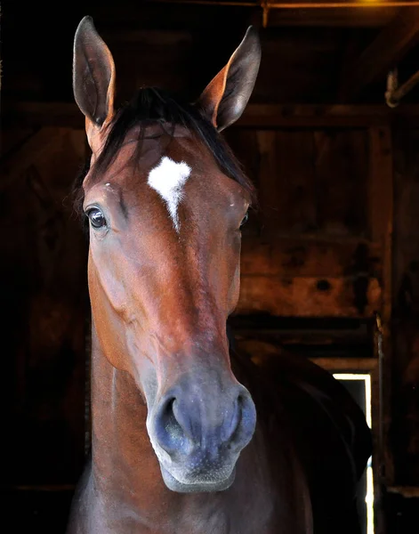 Flera Stakes Vinnare Tracks Old Visas Här Hennes Stall Historiska — Stockfoto