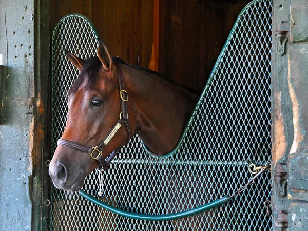 Enjeux Gagnant Ouverture Montré Ici Dans Son Décrochage Saratoga Historique — Photo