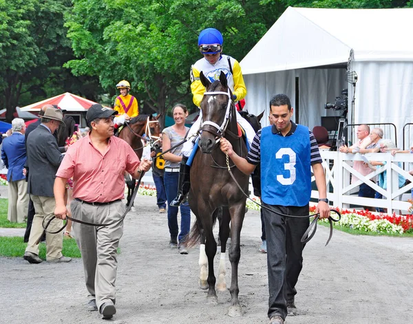 Rachels Valentina Saddlecloth Años Edad Potranca Por Gran Rachel Alexandra — Foto de Stock