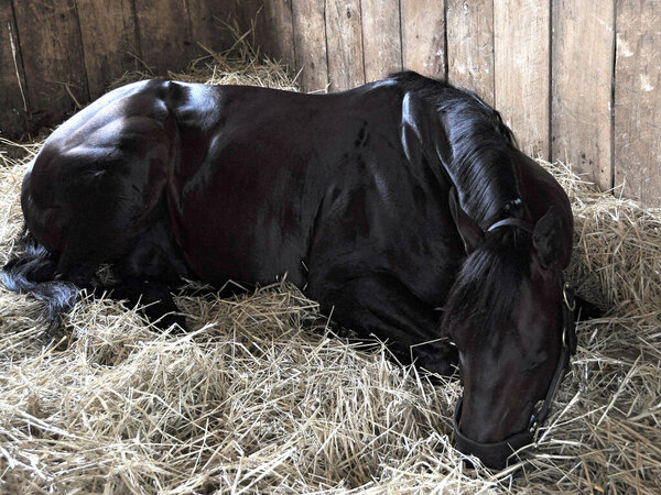 Champion sprinter "Rock Fall" a dark brown or black horse who became a three time stakes winner. Rock Fall won his last seven straight races before retiring. Shown here in his stall, taking a nap at historic Saratoga at Horse Haven. Fleetphoto