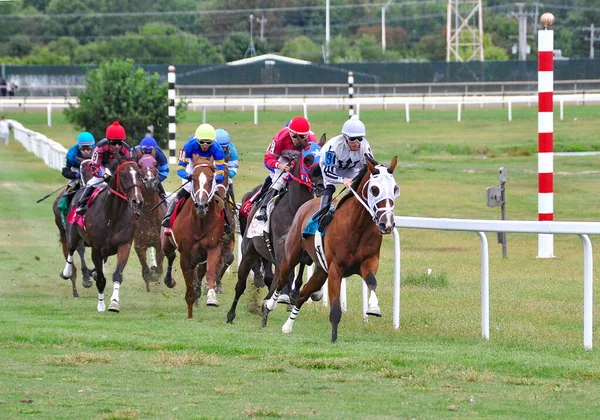 Racehorses Breaking Starting Gate Turf Race Going First Turn Parx — Stock Photo, Image