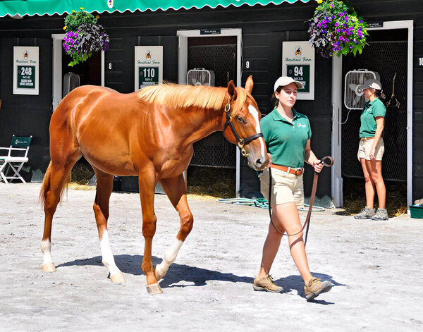 Stormy Atlantic- Love Cove a shinny copper penny yearling with a flaxen mane at the Fasig Tipton Saratoga Weanling and Yearling Sales where buyers and Bloodstock agents inspect their promising prospects. Fleetphoto